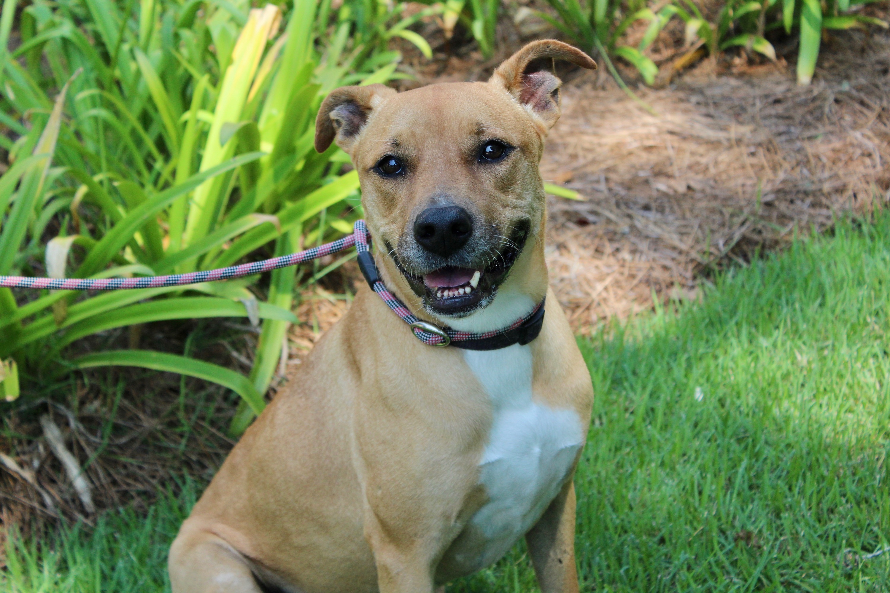 Rhea, an adopted Retriever Mix in Brunswick, GA_image-1