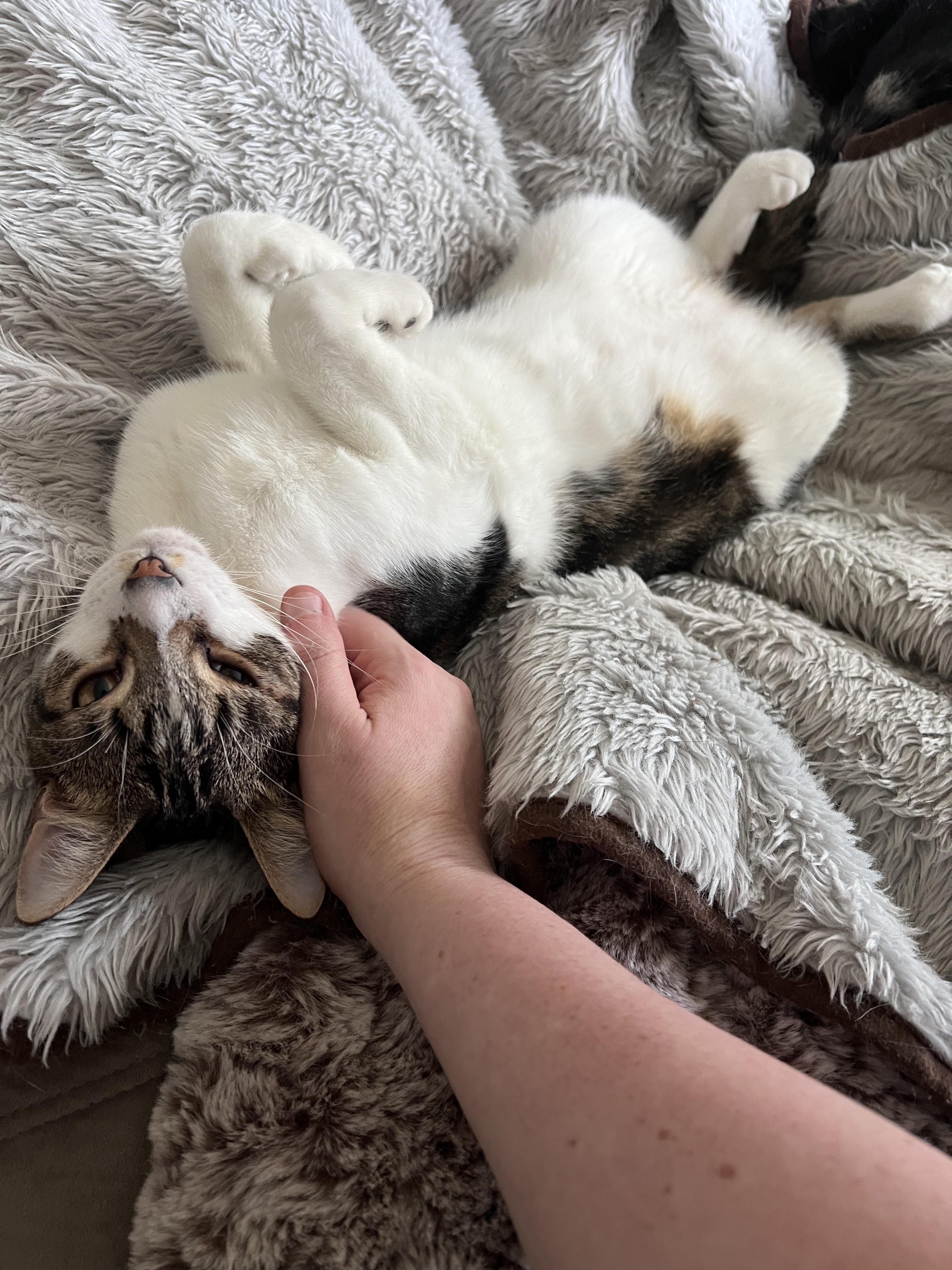 Precious (f) & Parker (m), a Adoptable mixed breed in Jacksonville, FL image 4/6