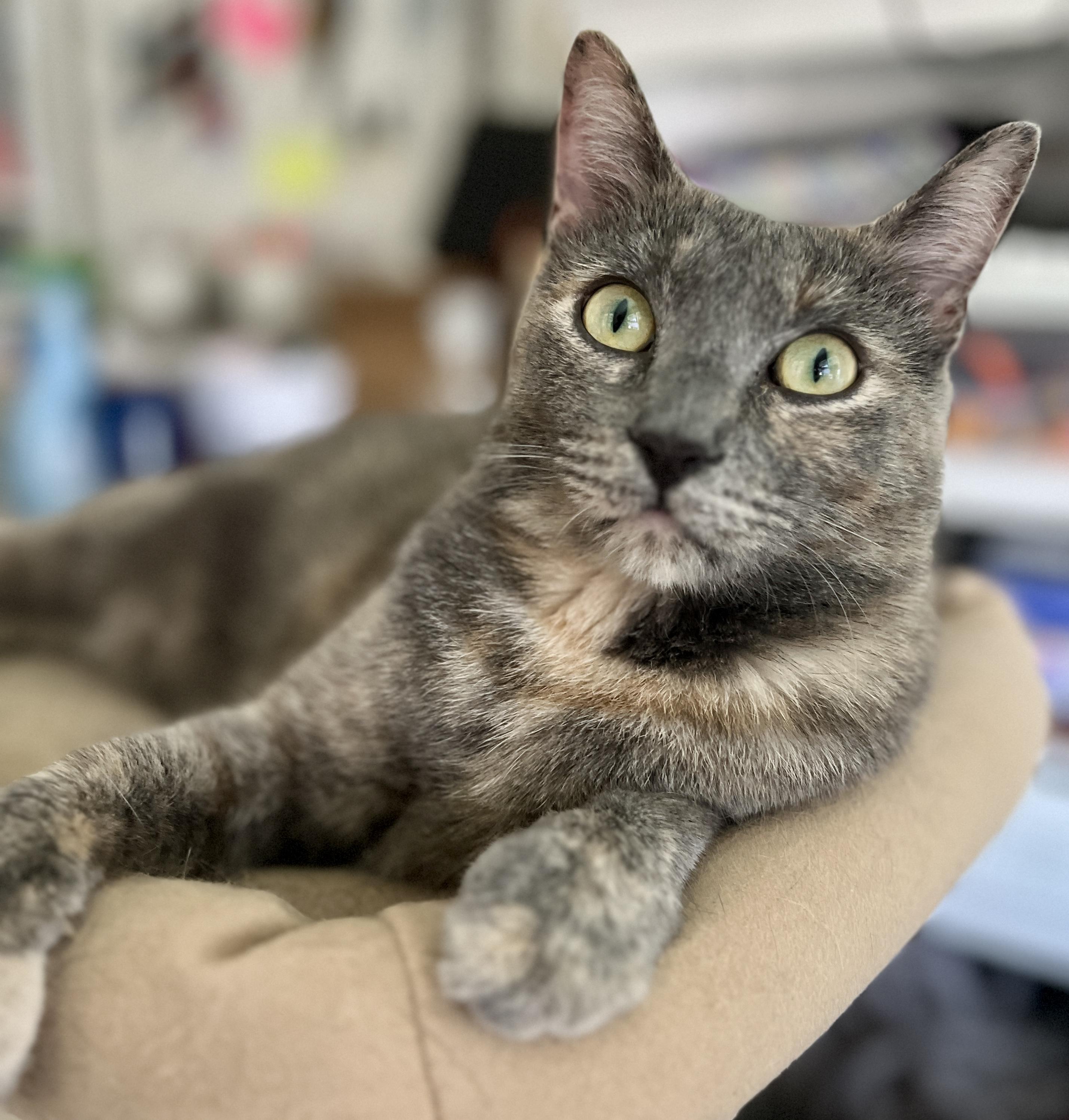 Precious (f) & Parker (m), an adoptable Dilute Tortoiseshell, Domestic Short Hair in Jacksonville, FL, 32206 | Photo Image 4