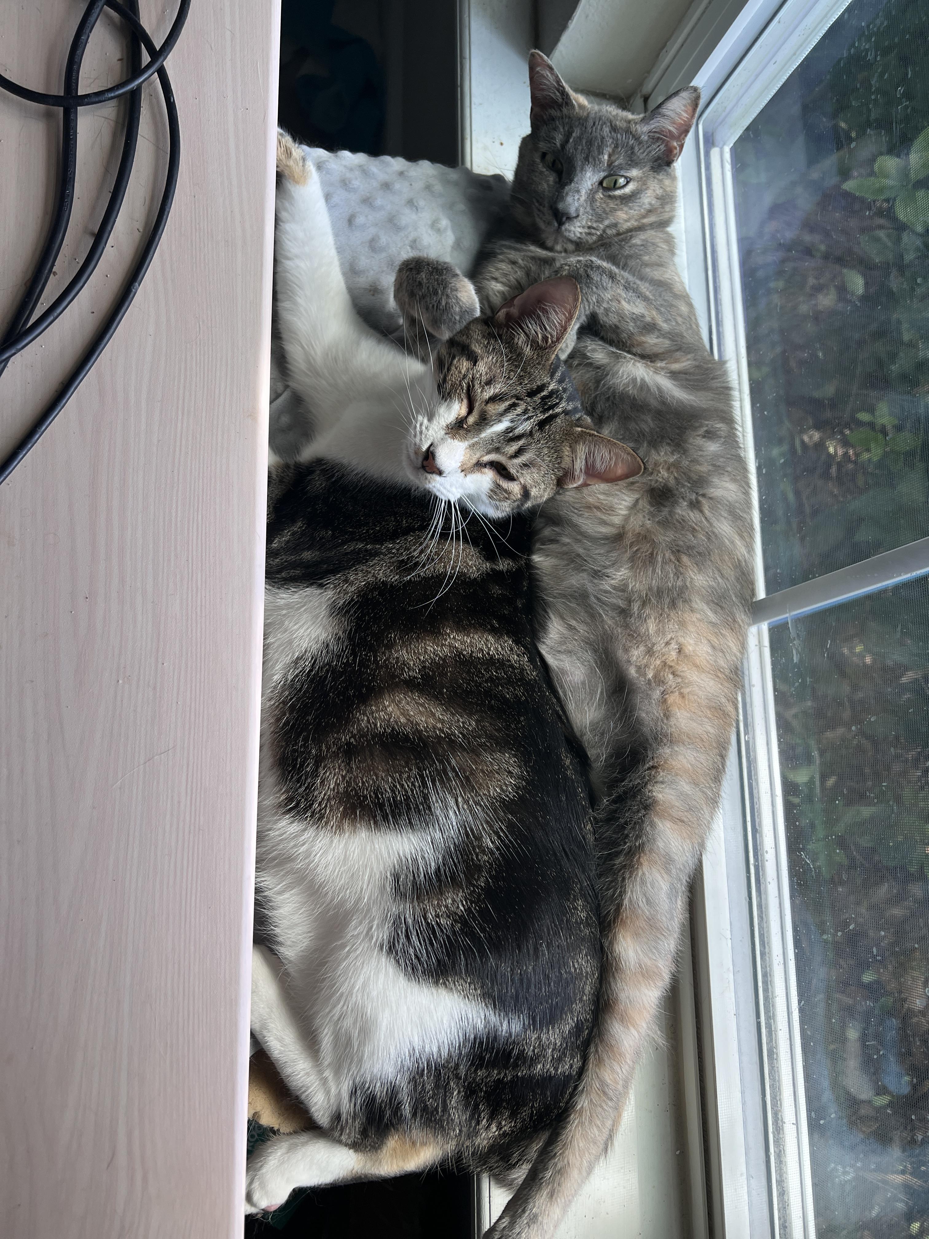 Precious (f) & Parker (m), an adoptable Dilute Tortoiseshell, Domestic Short Hair in Jacksonville, FL, 32206 | Photo Image 5