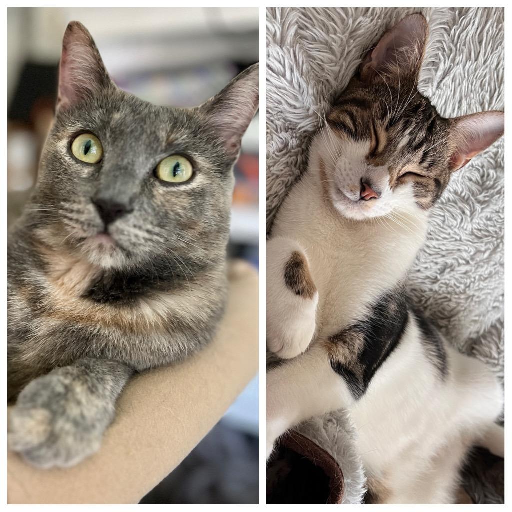 Precious (f) & Parker (m), an adoptable Dilute Tortoiseshell, Domestic Short Hair in Jacksonville, FL, 32206 | Photo Image 1