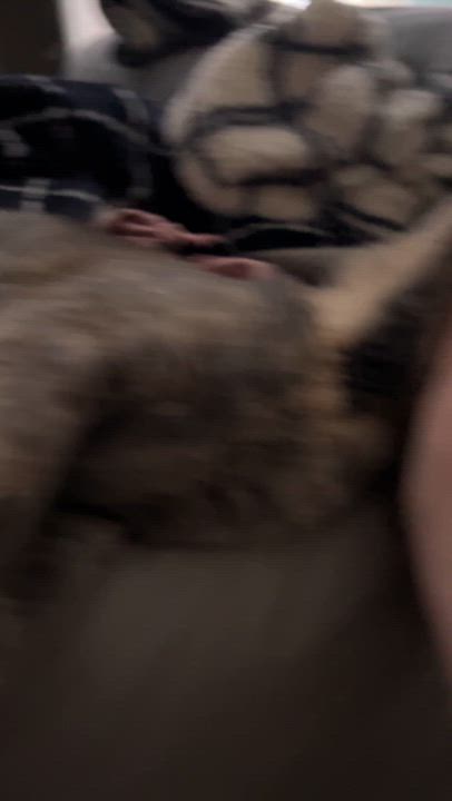 Enlarge Precious (f) & Parker (m), a Adoptable mixed breed in Jacksonville, FL video 3/6