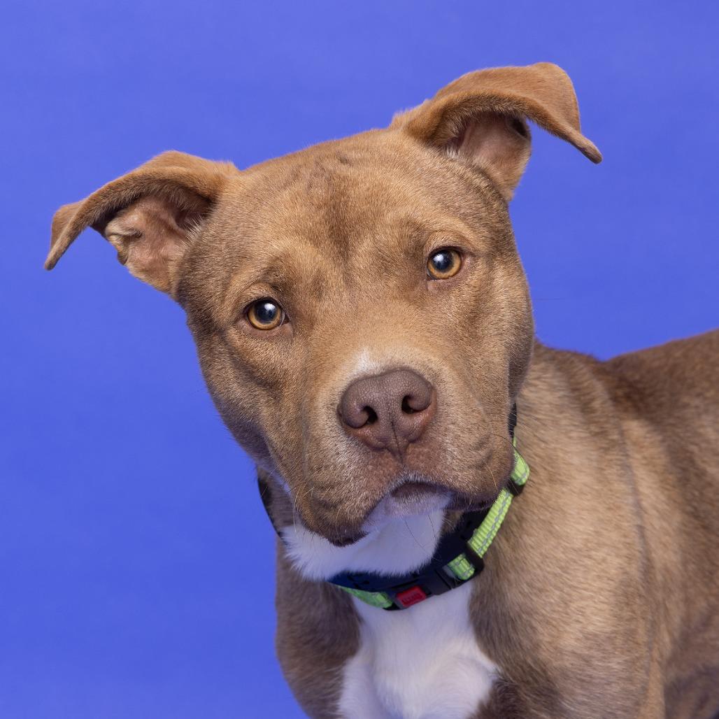 Enlarge Cowboy, a Adoptable Mixed Breed in Franklin, TN image 1/2