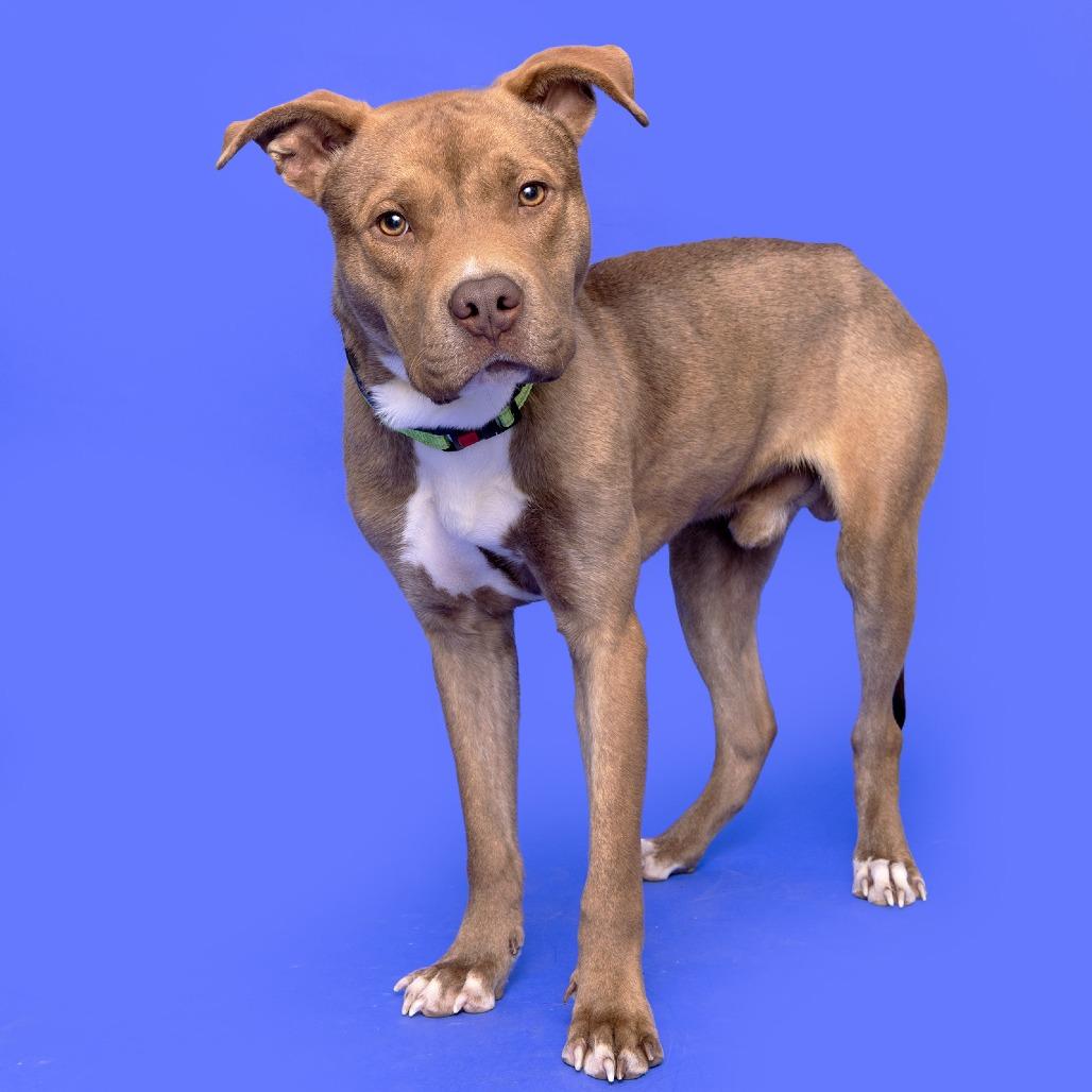Enlarge Cowboy, a Adoptable Mixed Breed in Franklin, TN image 2/2