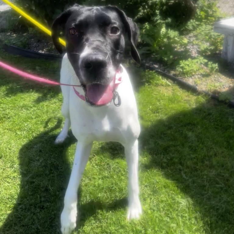 Enlarge Benelli, a Adoptable Great Dane in Pittsford, VT image 1/1