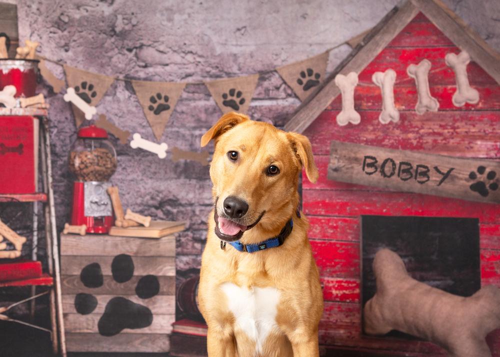 Bobby, a Adoptable mixed breed in Frisco, TX image 1/6