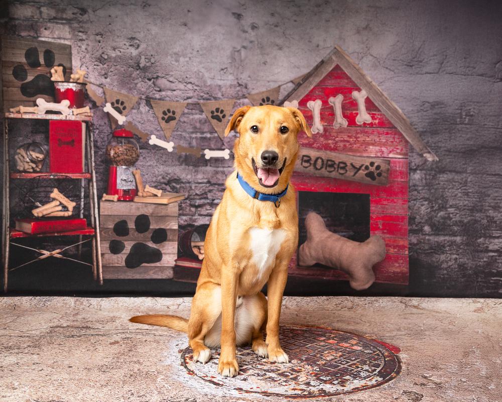 Bobby, a Adoptable mixed breed in Frisco, TX image 3/6