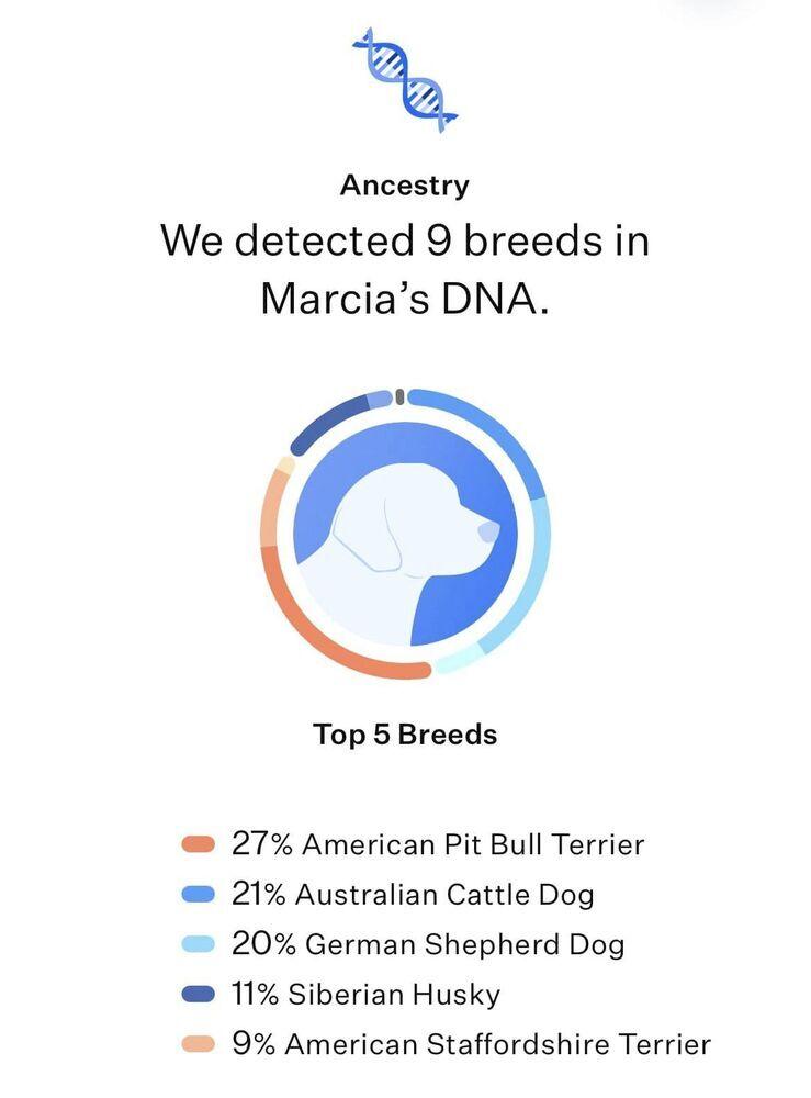 Bobby, a Adoptable mixed breed in Frisco, TX image 4/6