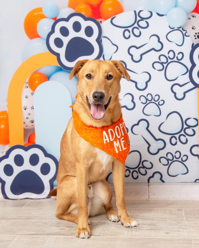 Bobby, a Adoptable mixed breed in Frisco, TX image 5/6