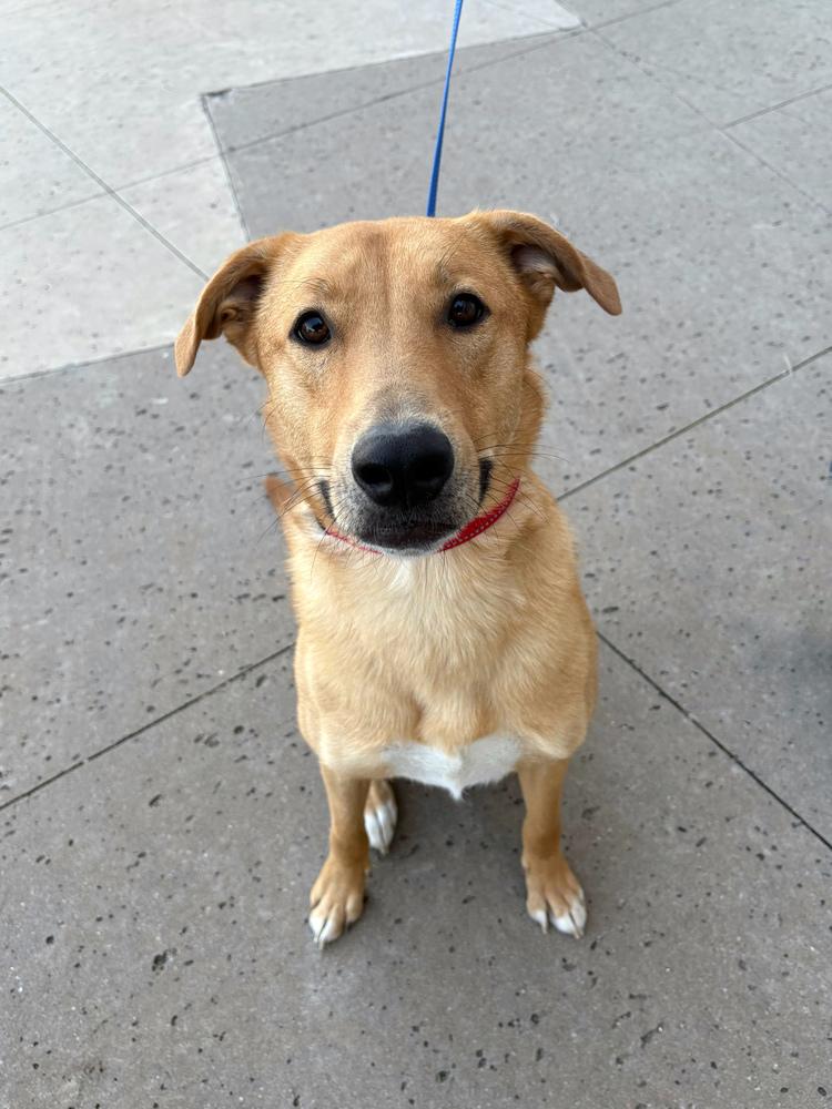 Bobby, a Adoptable mixed breed in Frisco, TX image 6/6