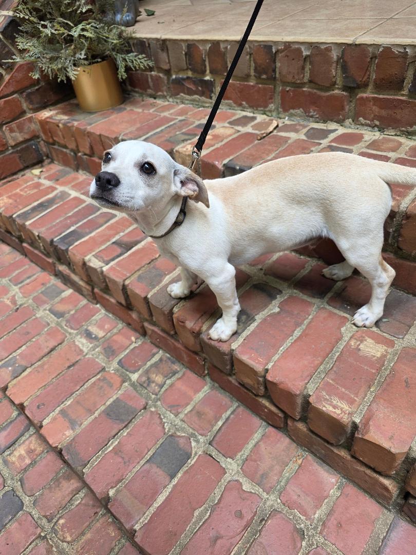 Enlarge Daniel, a ADOPTABLE mixed breed in Cary, NC image 4/5