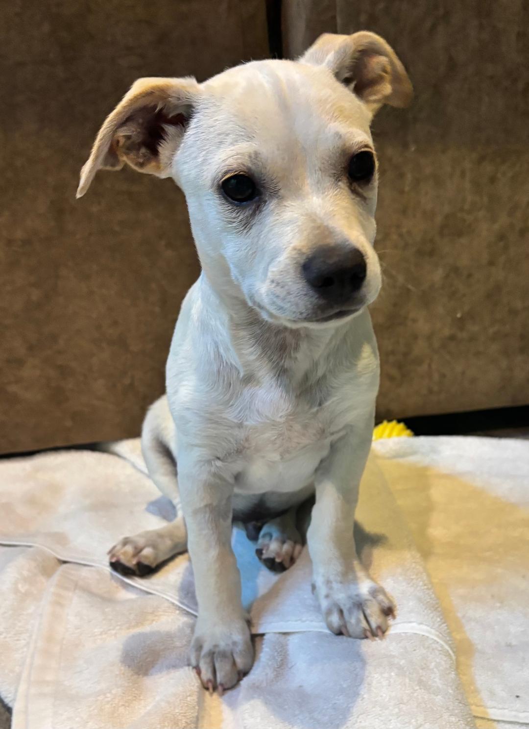 Daniel, ADOPTABLE, Young Male Chihuahua & Jack Russell Terrier.