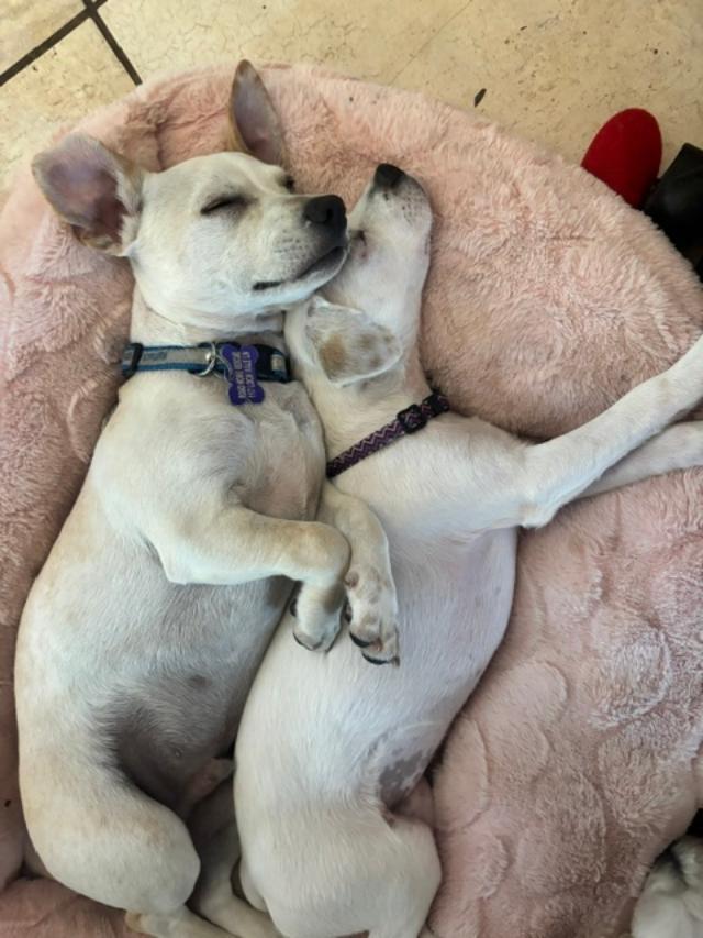 Enlarge Daniel, a ADOPTABLE mixed breed in Cary, NC image 3/5