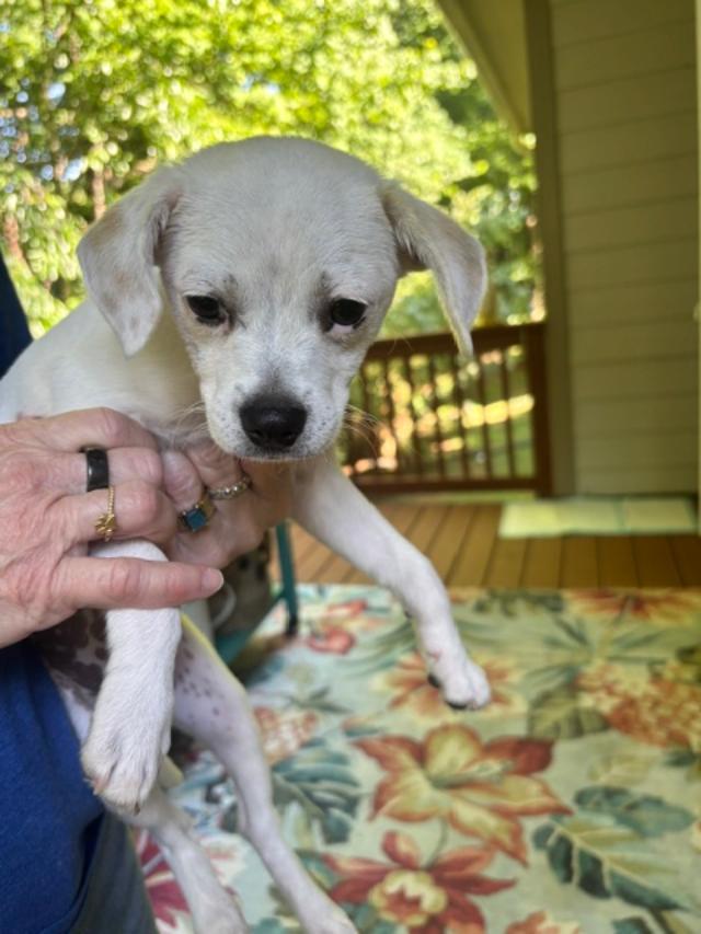 Enlarge Daniel, a ADOPTABLE mixed breed in Cary, NC image 1/1