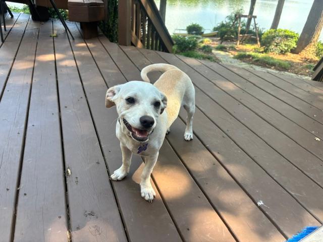 Enlarge Daniel, a ADOPTABLE mixed breed in Cary, NC image 2/5