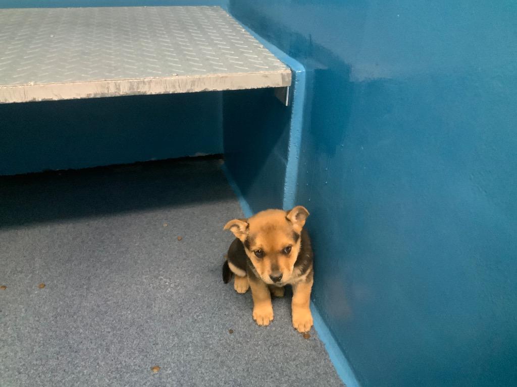 Enlarge Falcor, a Adopted mixed breed in Effingham, SC image 1/1