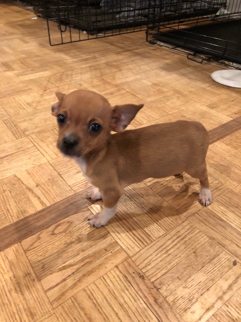 Pedro and Maria, a Adoptable mixed breed in Fresno, CA image 1/13