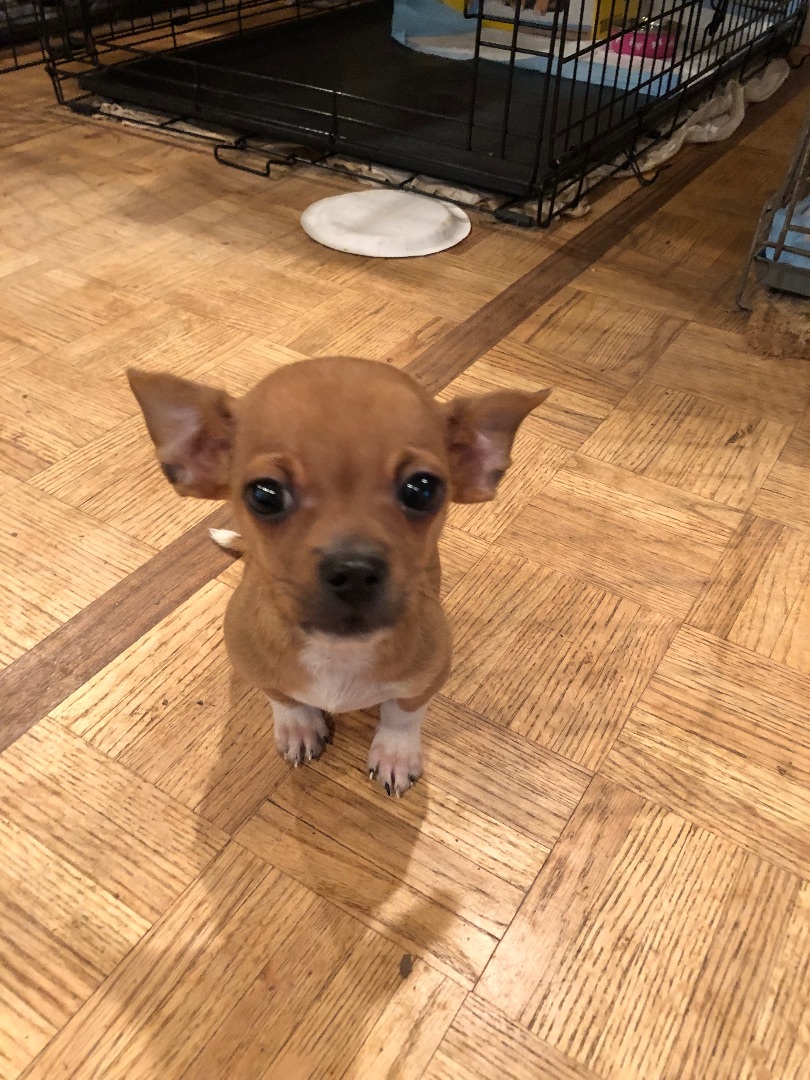 Pedro and Maria, a Adoptable mixed breed in Fresno, CA image 3/13