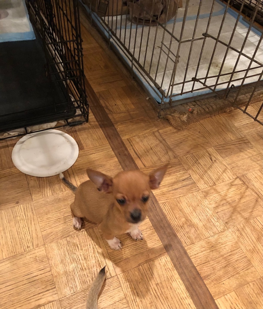 Pedro and Maria, a Adoptable mixed breed in Fresno, CA image 4/13