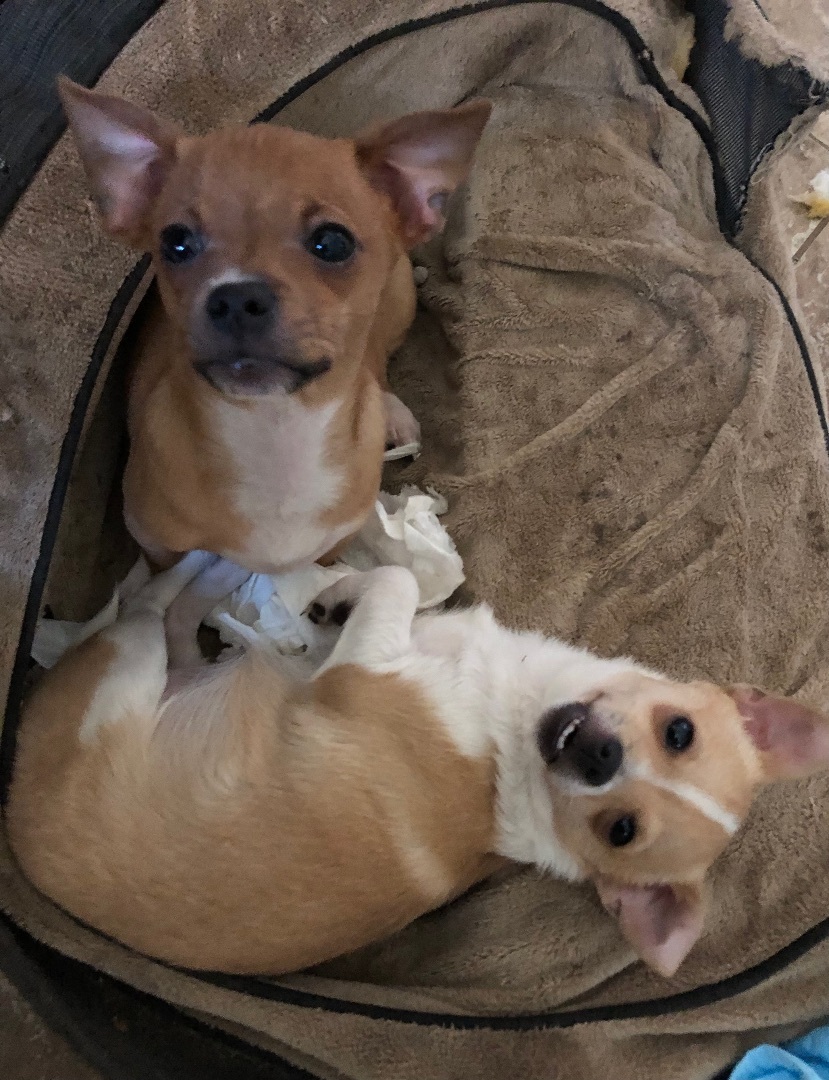 Pedro and Maria, a Adoptable mixed breed in Fresno, CA image 5/13