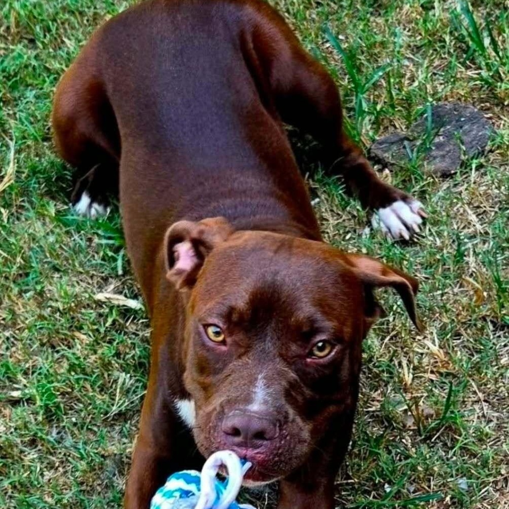 Sara CLAWs, Adoptable, Young Female Mixed Breed.