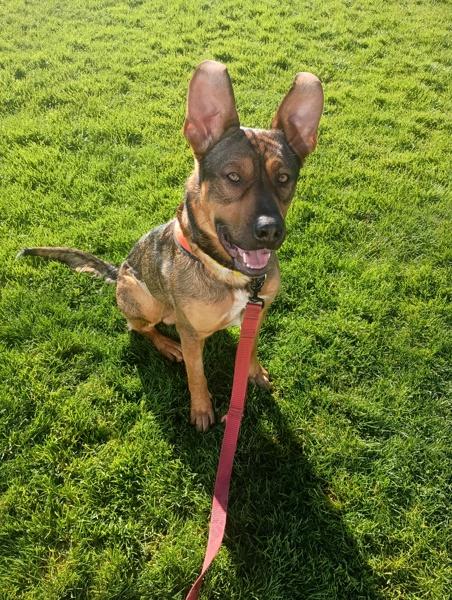 Enlarge Galan (mcas), a Adoptable mixed breed in Troutdale, OR image 2/6