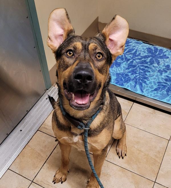 Enlarge Galan (mcas), a Adoptable mixed breed in Troutdale, OR image 4/6