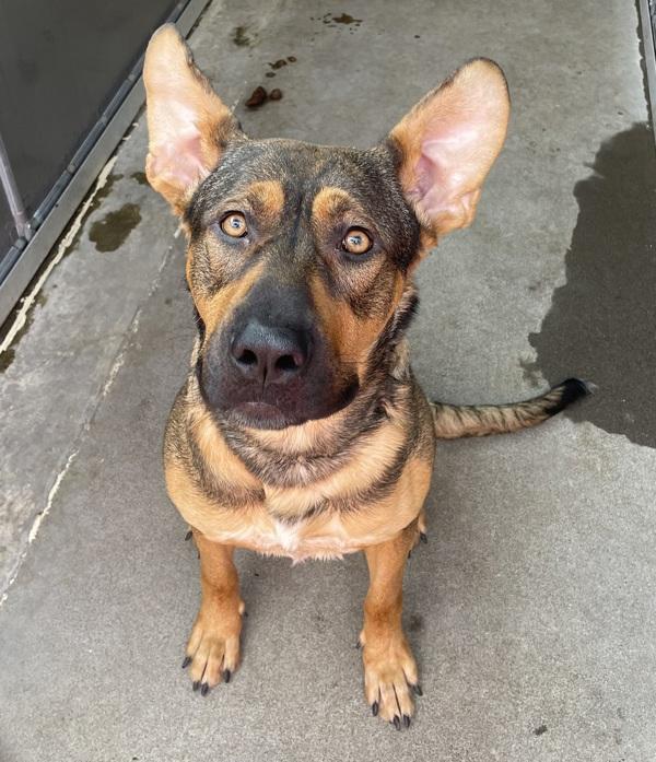 Enlarge Galan (mcas), a Adoptable mixed breed in Troutdale, OR image 6/6