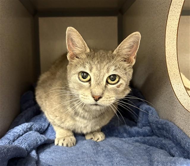 MOON, Adoptable, Adult Female Domestic Short Hair.