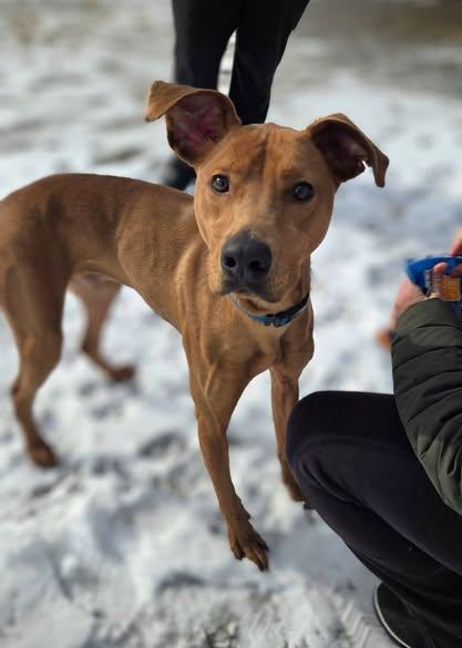 Enlarge Opie, a Adoptable Black Mouth Cur in Cranston, RI image 2/5