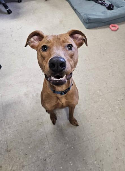 Enlarge Opie, a Adoptable Black Mouth Cur in Cranston, RI image 3/5