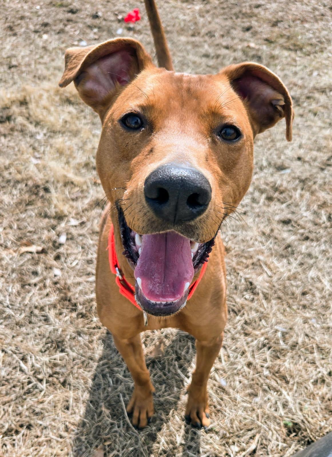 Enlarge Opie, a Adoptable Black Mouth Cur in Cranston, RI image 1/5