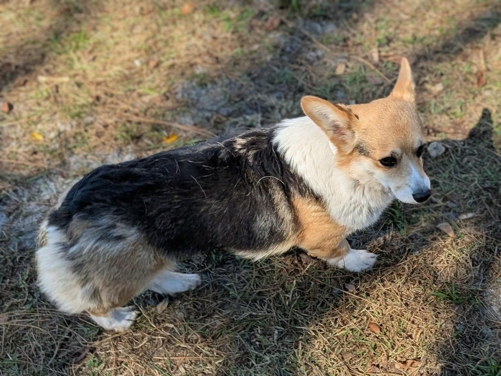 Tessa, a Adoptable Corgi in Orlando, FL image 4/4