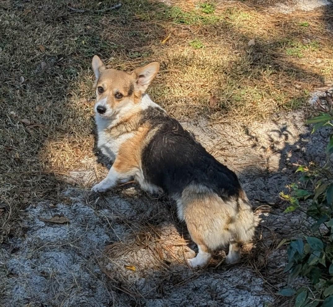 Tessa, a Adoptable Corgi in Orlando, FL image 3/4