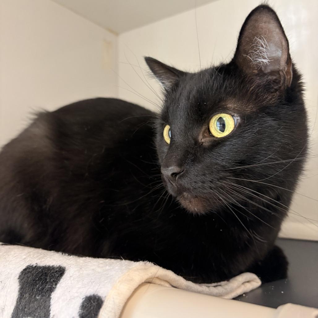 Wybie, Adoptable, Adult Male Domestic Short Hair.