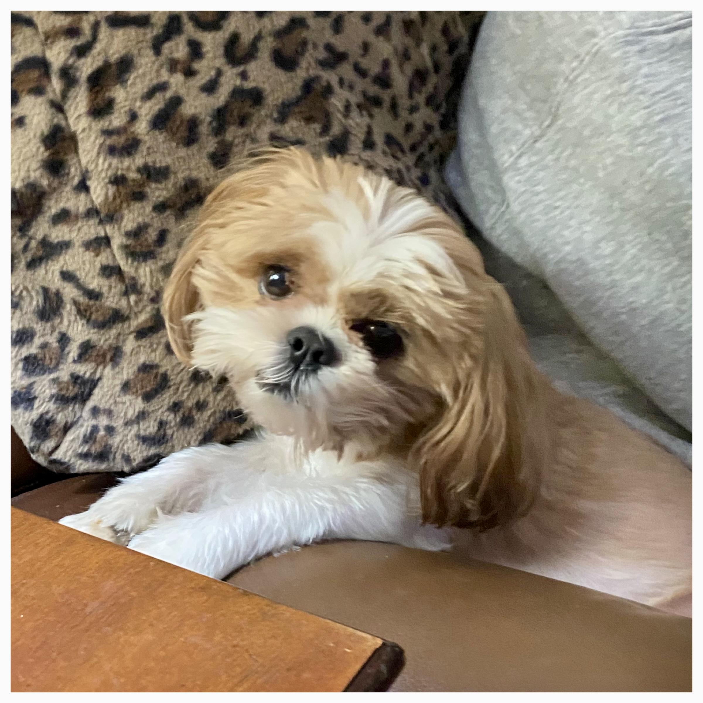 Toby, a ADOPTABLE Shih Tzu in Edmond, OK image 1/3
