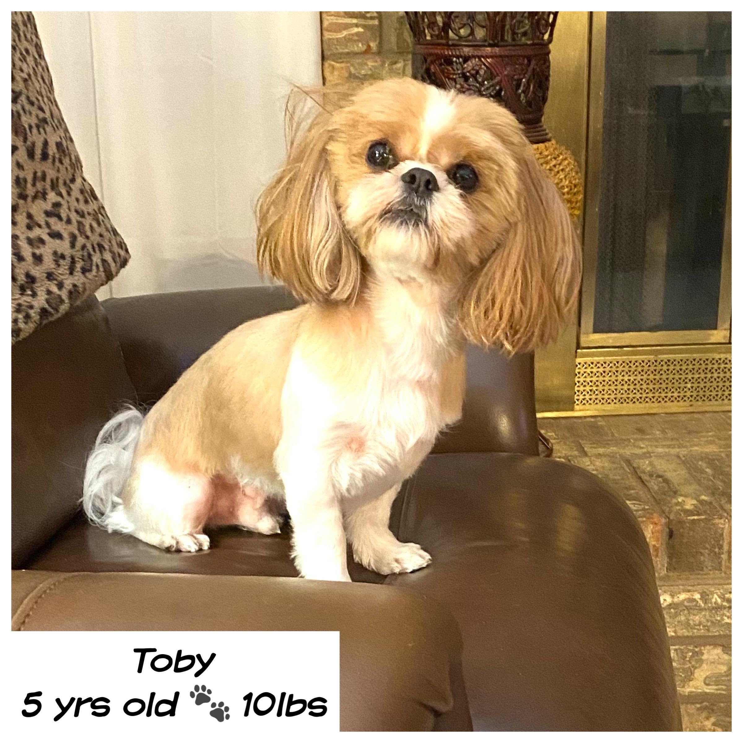 Toby, a ADOPTABLE Shih Tzu in Edmond, OK image 2/3