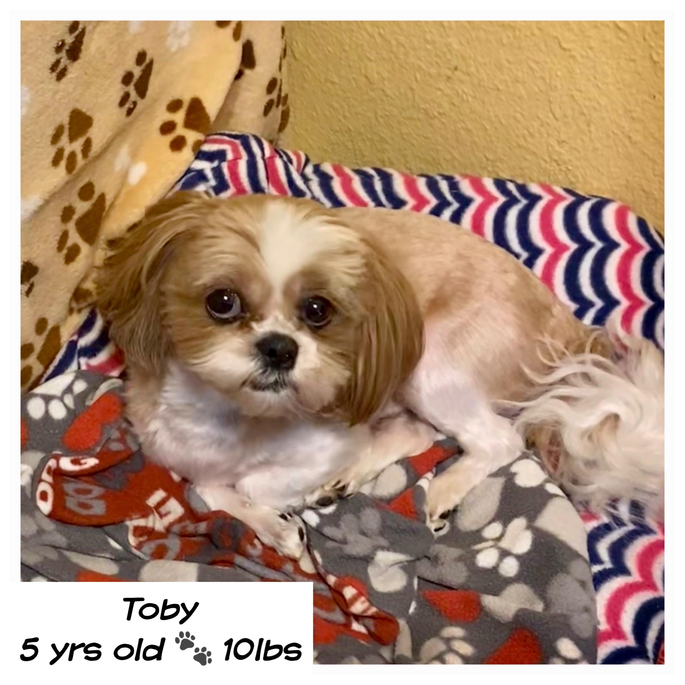 Toby, a ADOPTABLE Shih Tzu in Edmond, OK image 3/3