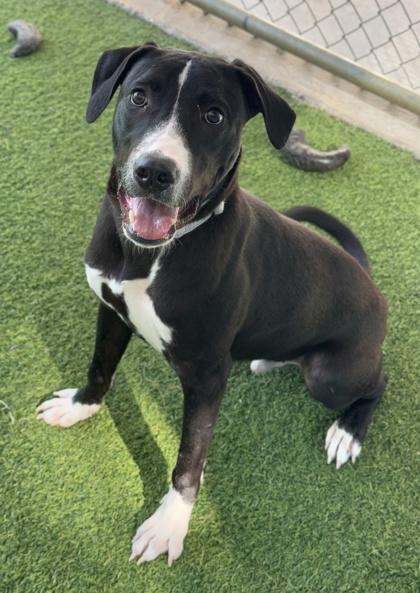 Ringo — thumbnail 4