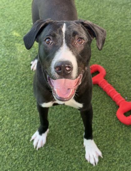 Ringo — thumbnail 5