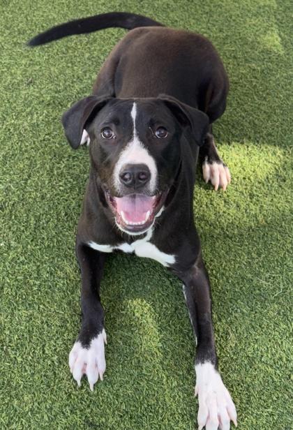 Ringo — thumbnail 6