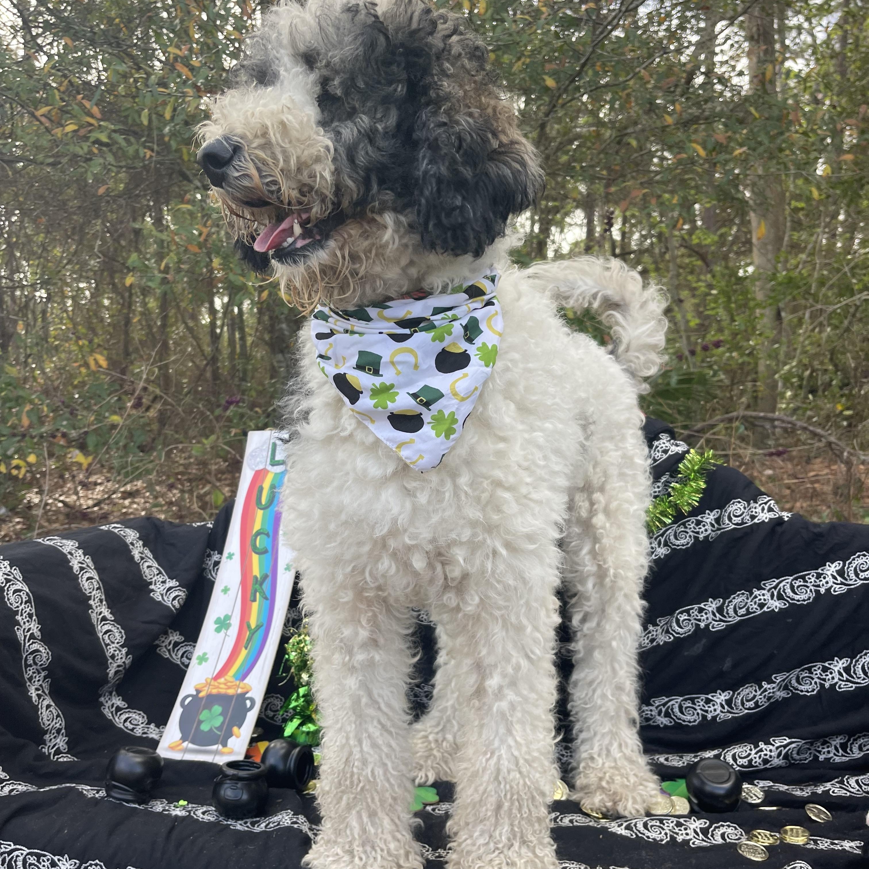 Enlarge Winnie, an adopted mixed breed in Sebring, FL image 4/5