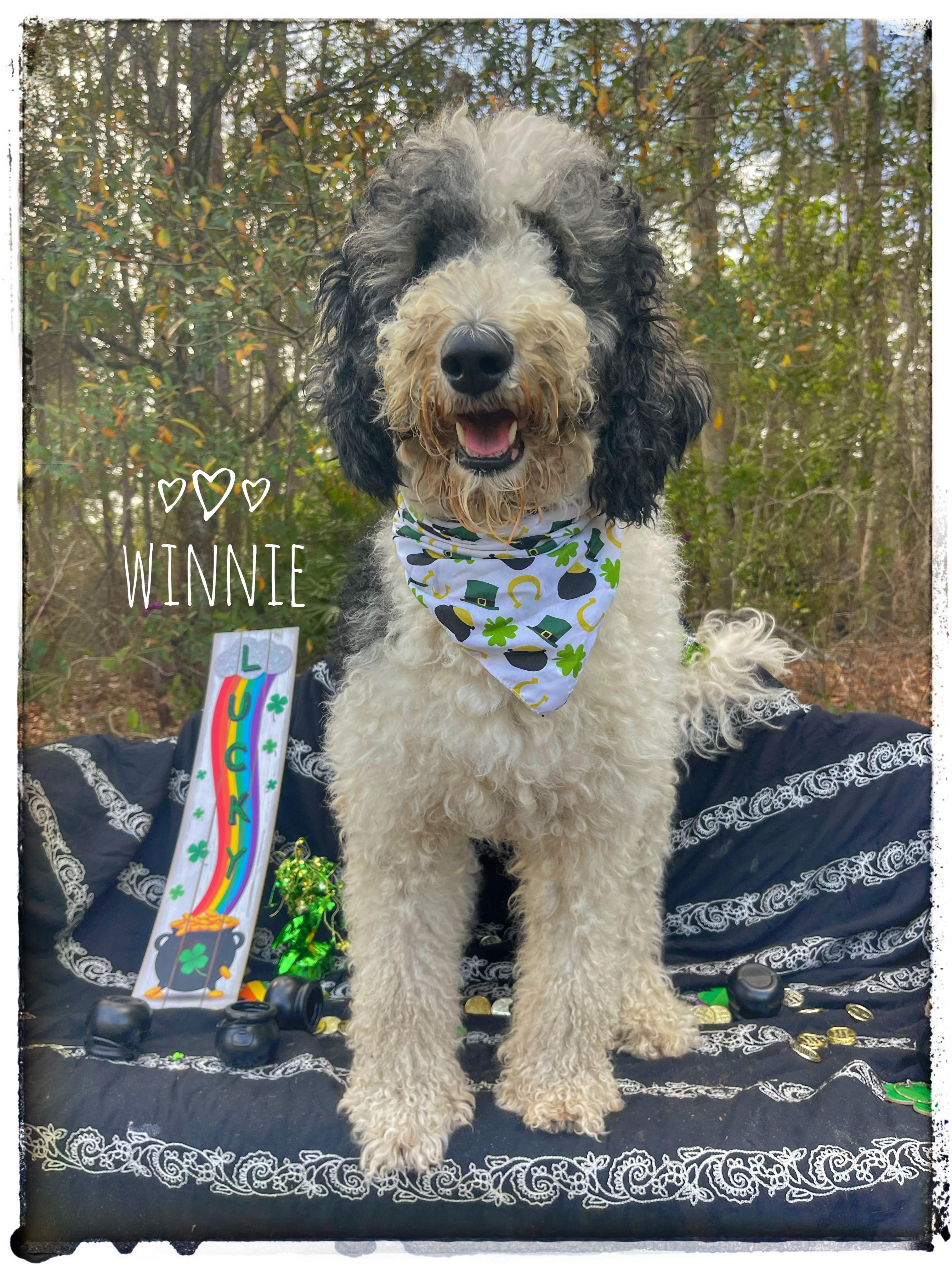 Enlarge Winnie, an adopted mixed breed in Sebring, FL image 1/5