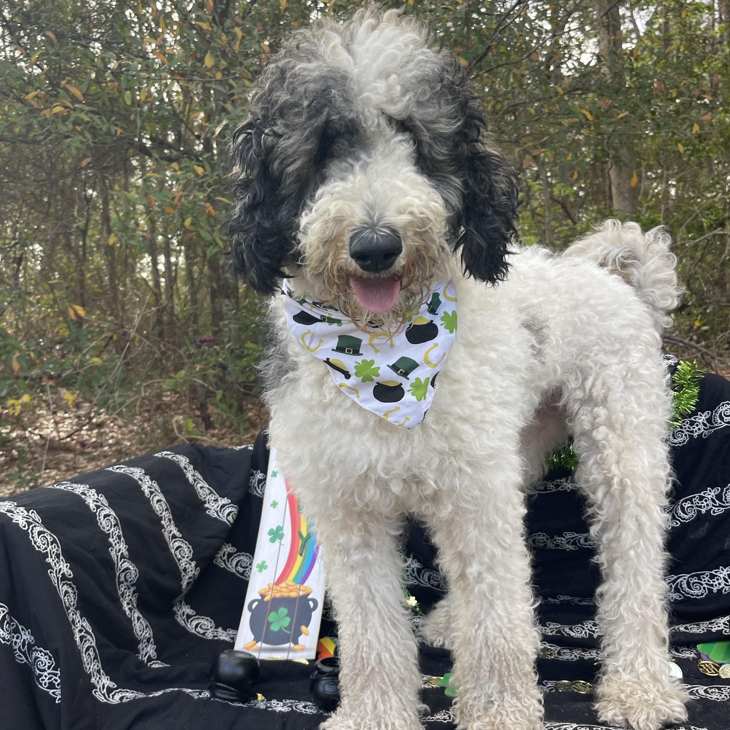 Enlarge Winnie, an adopted mixed breed in Sebring, FL image 2/5