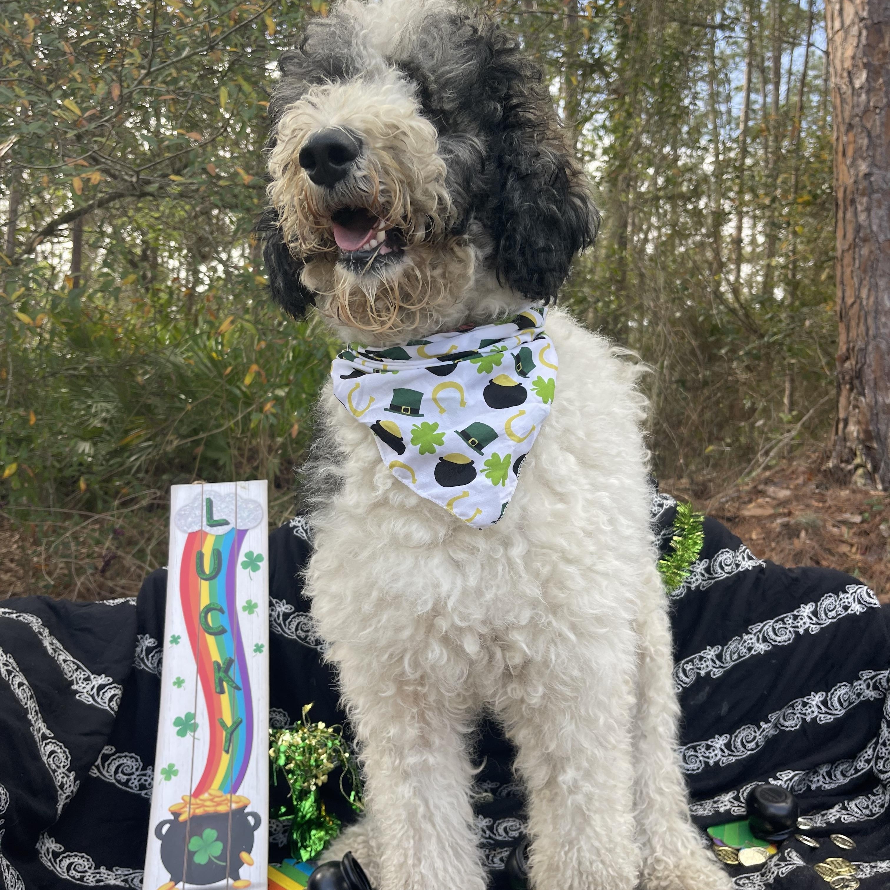 Enlarge Winnie, an adopted mixed breed in Sebring, FL image 3/5