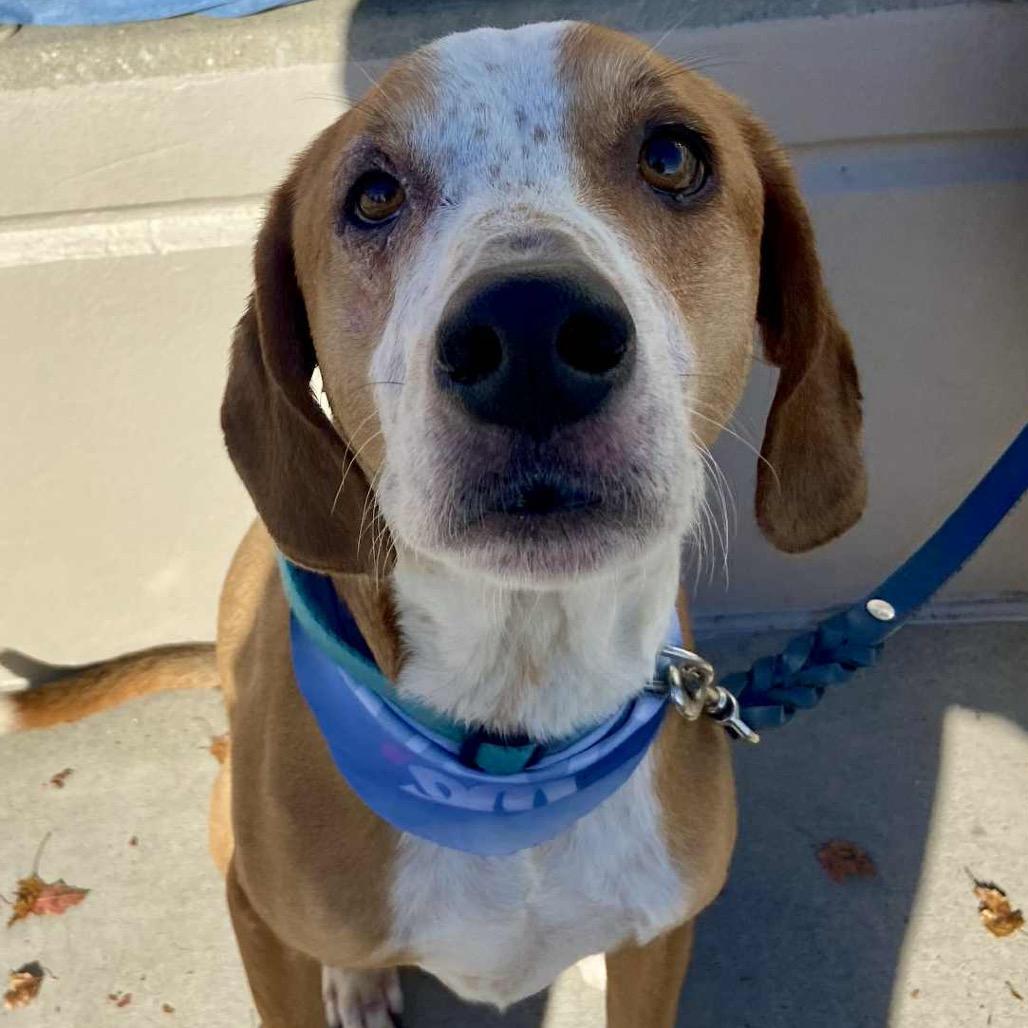Enlarge Freddie, a Adoptable mixed breed in Olathe, KS image 4/6
