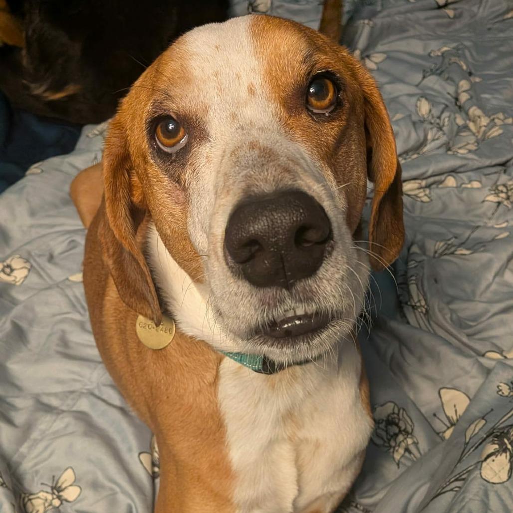 Enlarge Freddie, a Adoptable mixed breed in Olathe, KS image 5/6