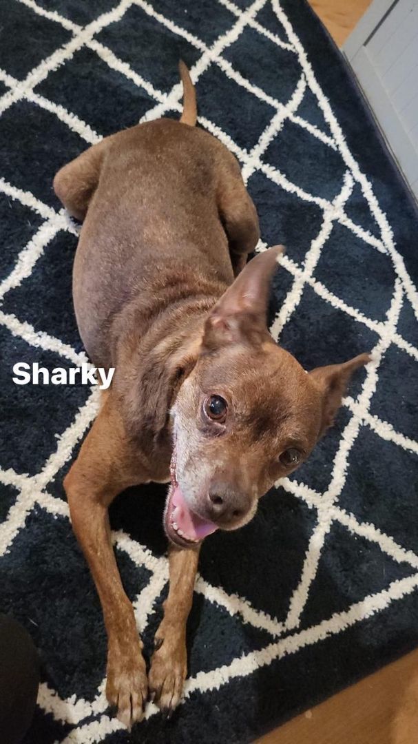 Dog for adoption Sharky, a Chihuahua & Jack Russell Terrier Mix in Herculaneum, MO Petfinder