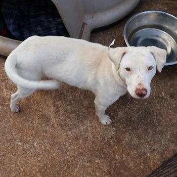 Moon, Adoptable, Young Female Hound & Mixed Breed.