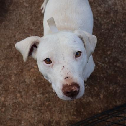 Enlarge Moon, a Adoptable mixed breed in Delta, AL image 2/2